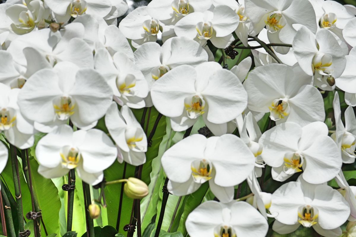 Национальный сад орхидей Сингапура