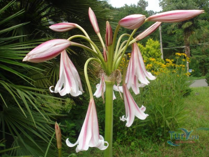 Батумский ботанический сад