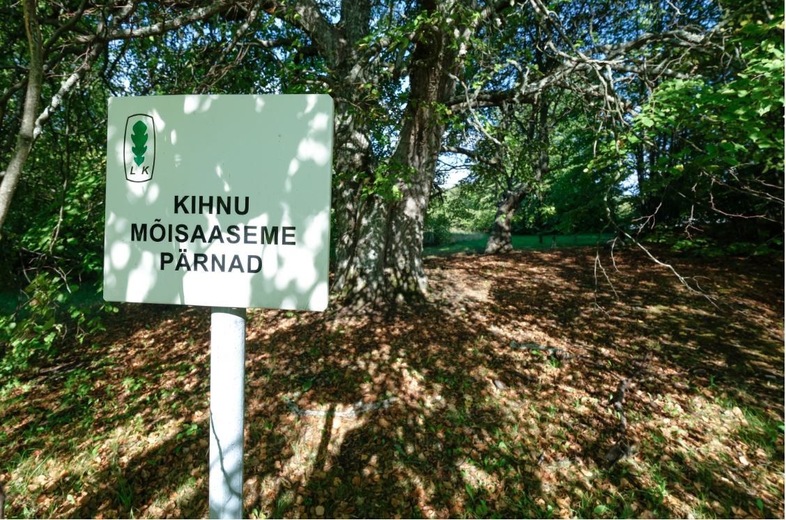 Липы у бывшей мызы Кихну