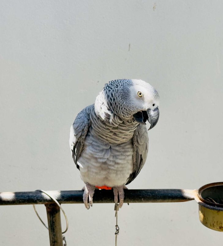 Triton Indian Restaurant