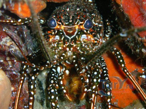 Дайвинг-Центр Индиго