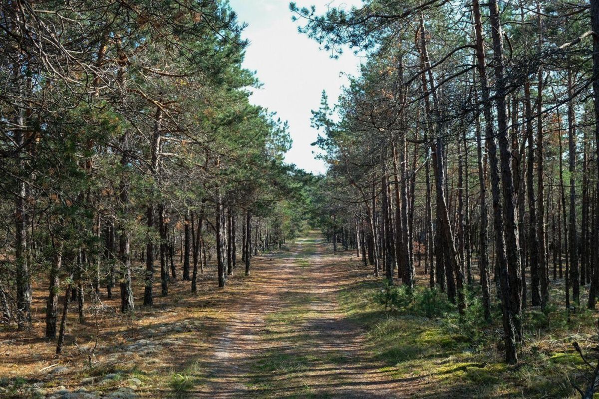 Липы у бывшей мызы Кихну