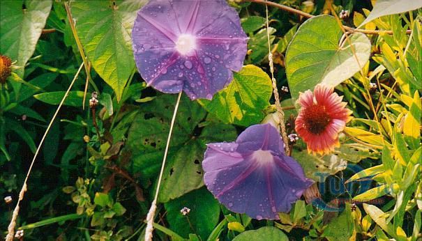 Ботанические Сады (Бермуды Ботаникал Гарденс)