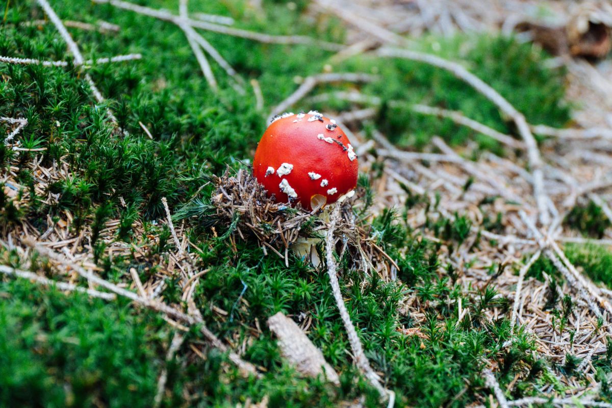 Карконошеский национальный парк