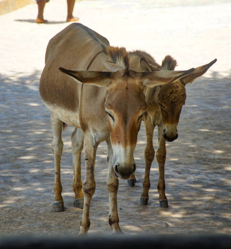 Ослиный заповедник