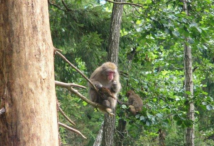 Обезьяний Питомник На Реке Дедеркой