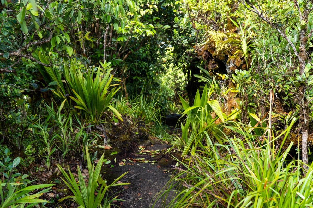 Морн Блан Трейл