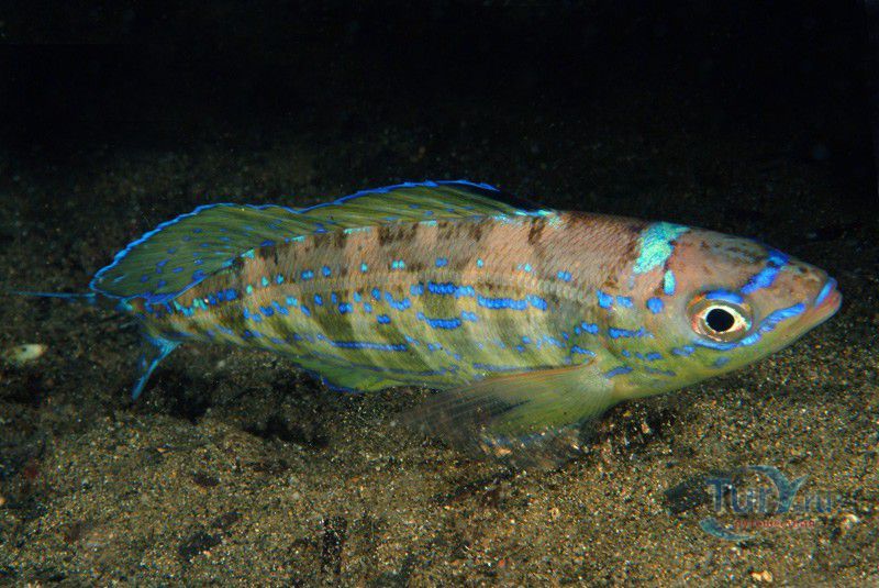 Батумский Аквариум