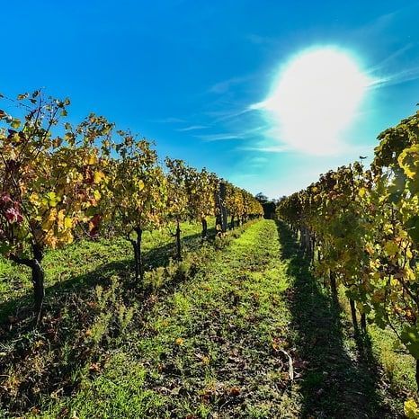 Винодельня Джурджич