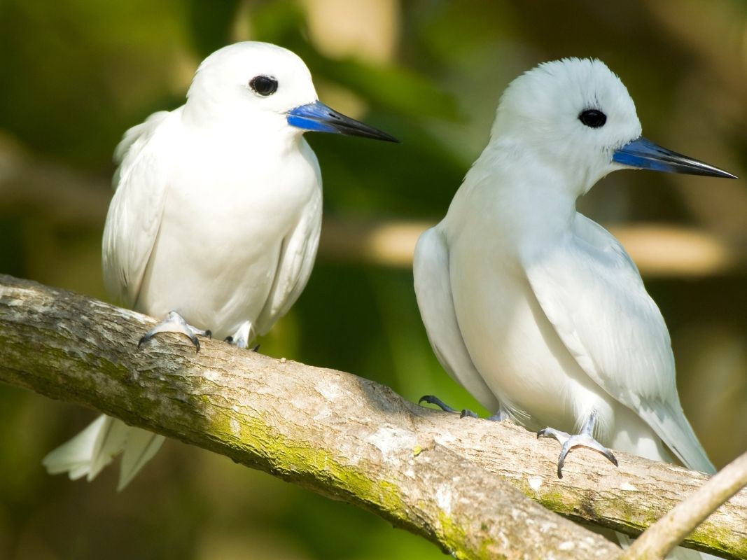 Особый заповедник острова Кузин