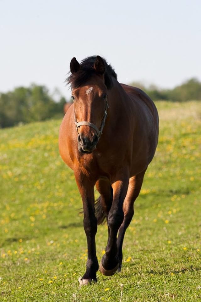 Конюшня Саммули