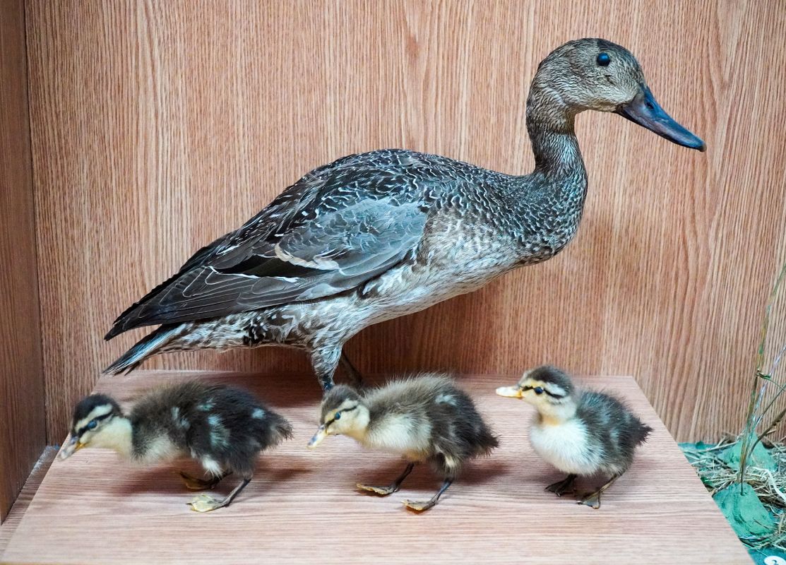 Житомирский музей природы