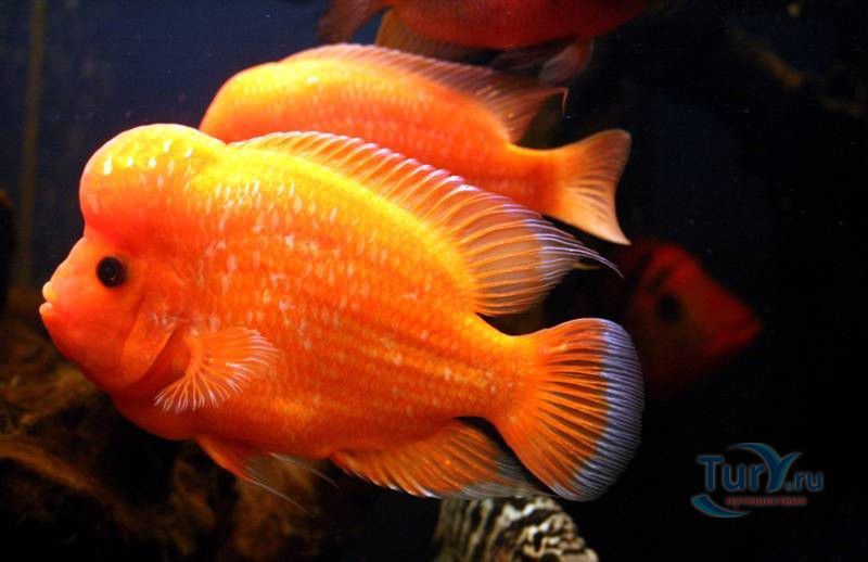 Батумский Аквариум