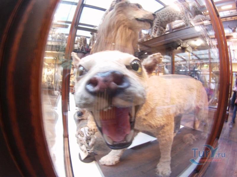 Музей Истории Естествознания