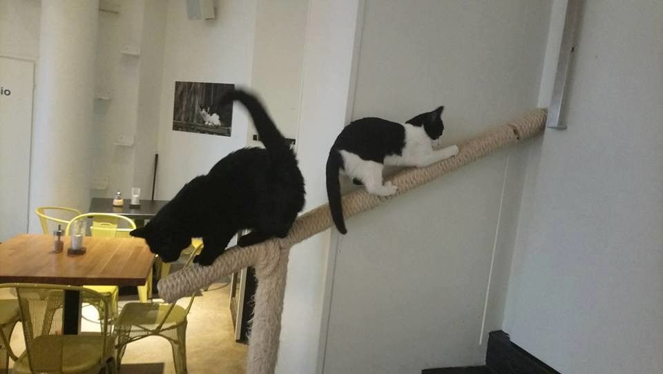 Кошачье кафе Nurri