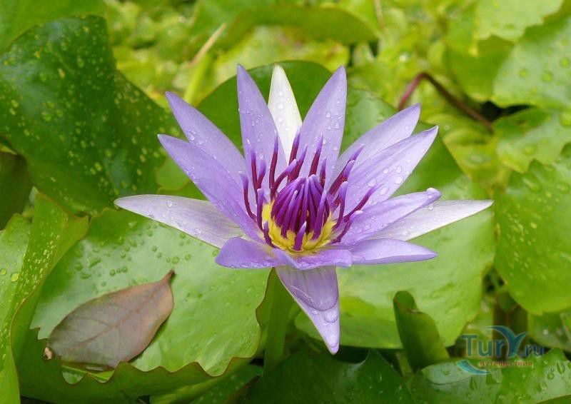 Ботанический сад Балата