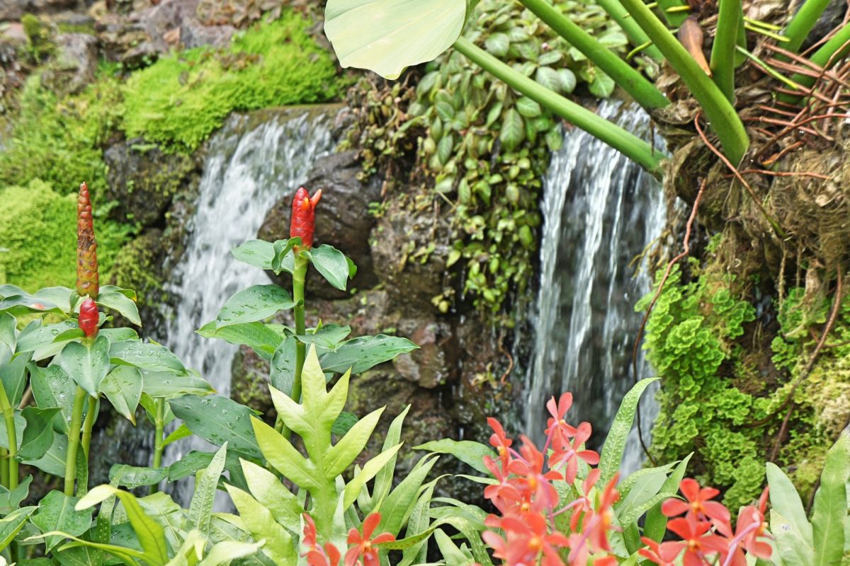 Сингапурский ботанический сад