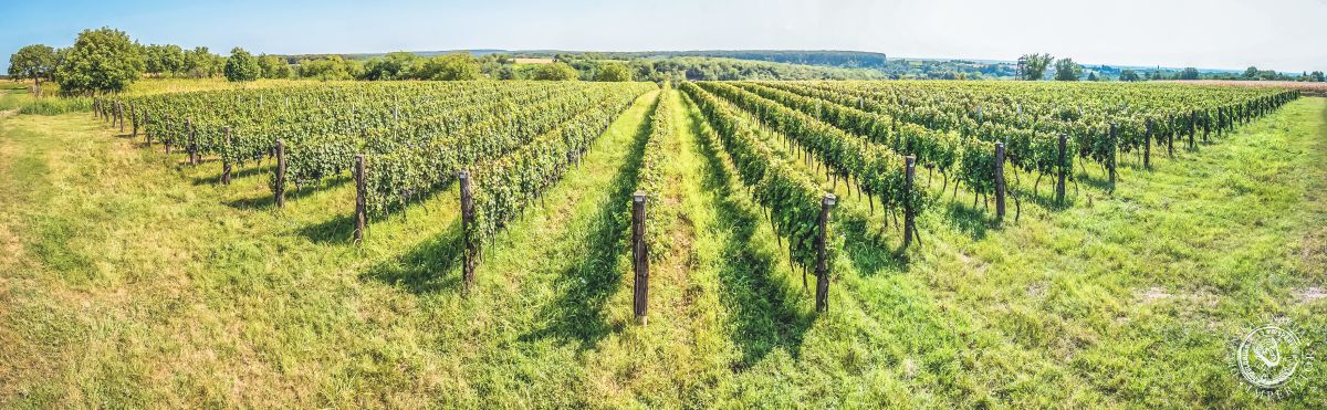 Органическая винодельня «Император»