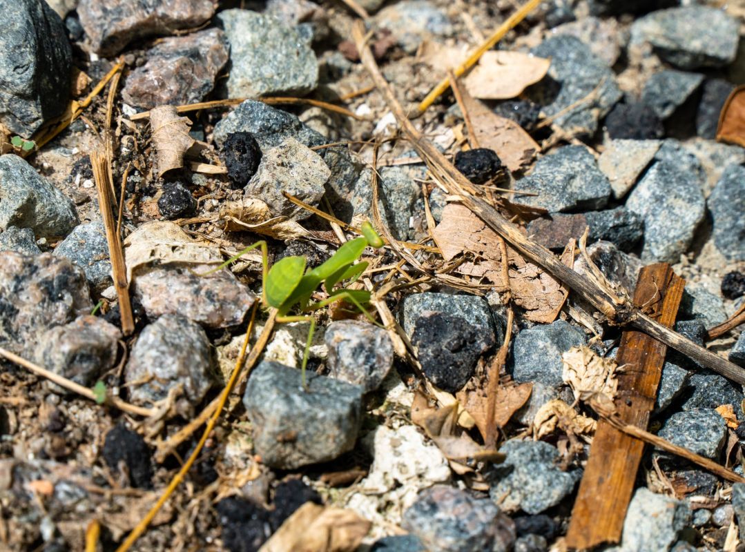Тропа Анс Мажор
