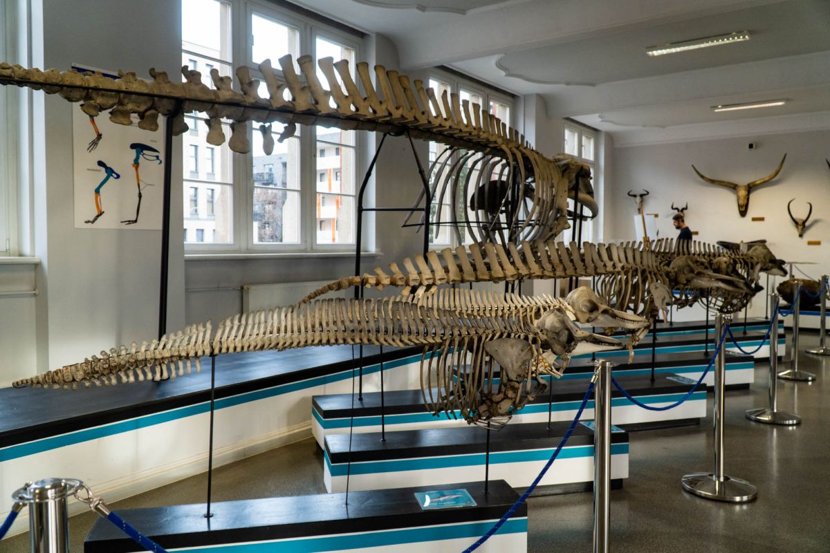 Музей естественной истории Вроцлавского университета
