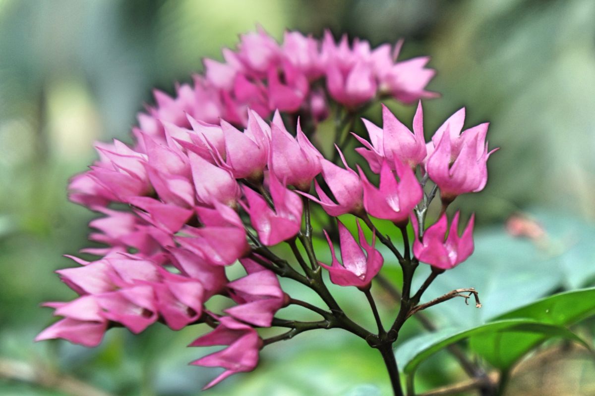 Сингапурский ботанический сад