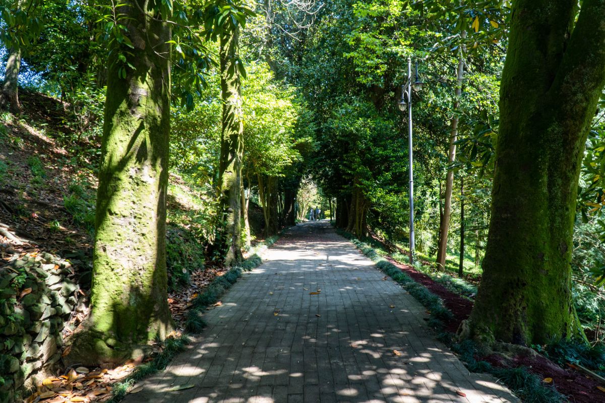 Батумский ботанический сад