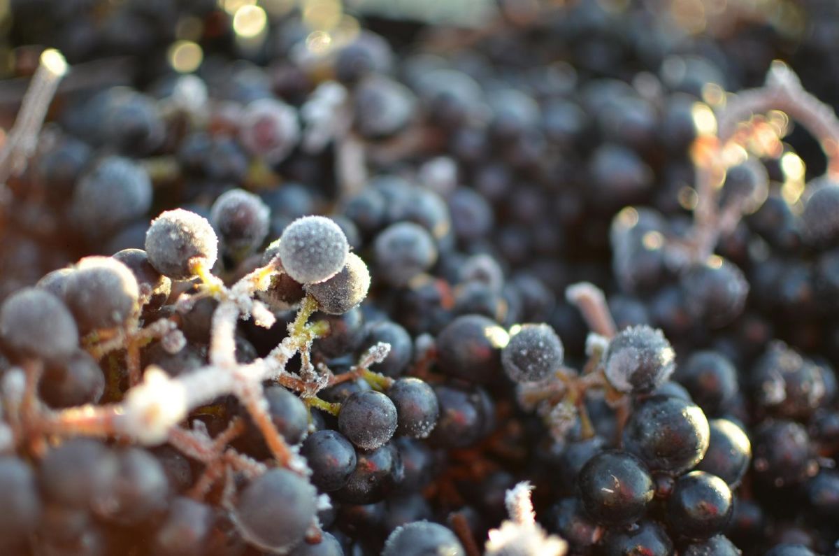 Сидровая ферма Тори