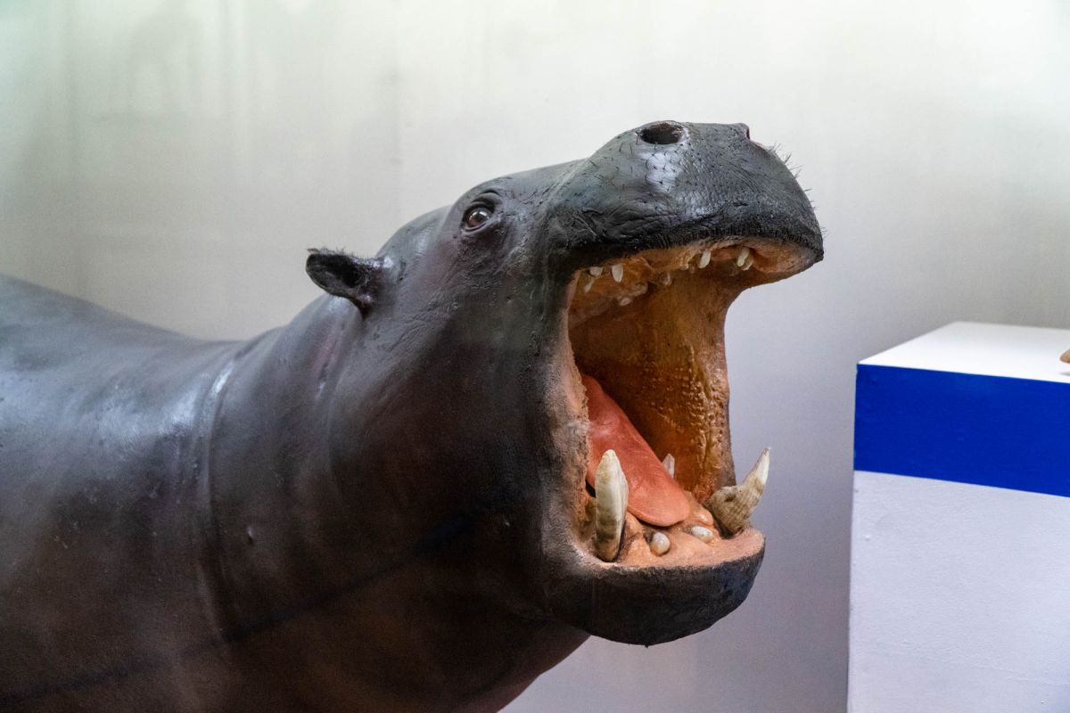 Музей естественной истории Вроцлавского университета