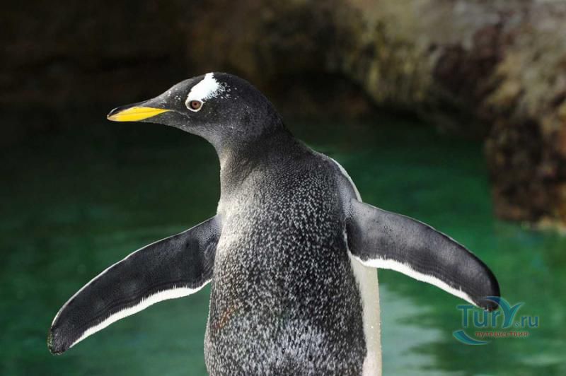 Зоопарк во Франкфурте-на-Майне