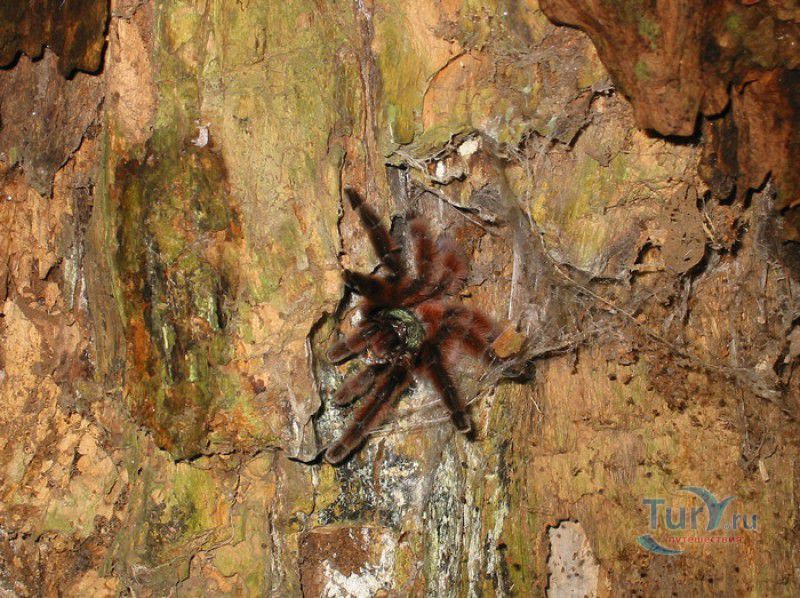 Плантация Абитасьон Серон