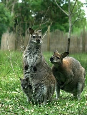 Страусиная ферма на острове Муху