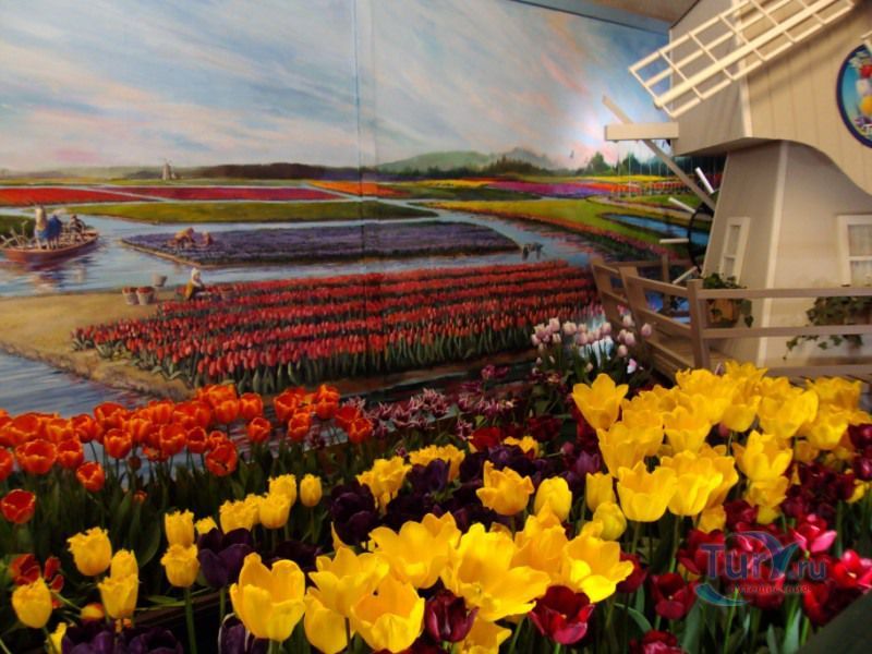 Музей тюльпанов в Амстердаме