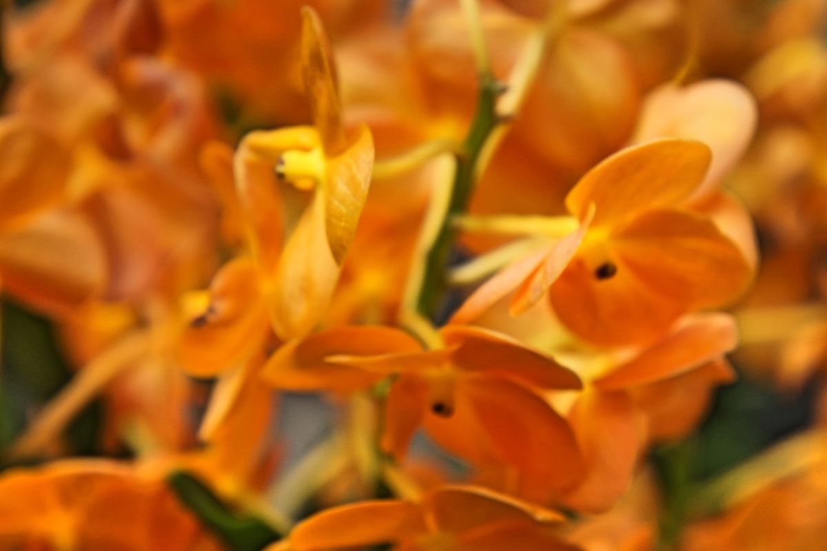 Национальный сад орхидей Сингапура