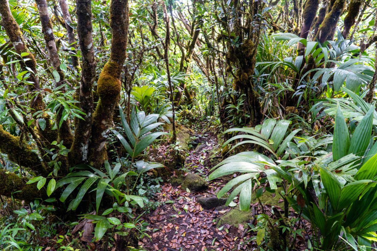 Национальный парк Морн Сейшелуа
