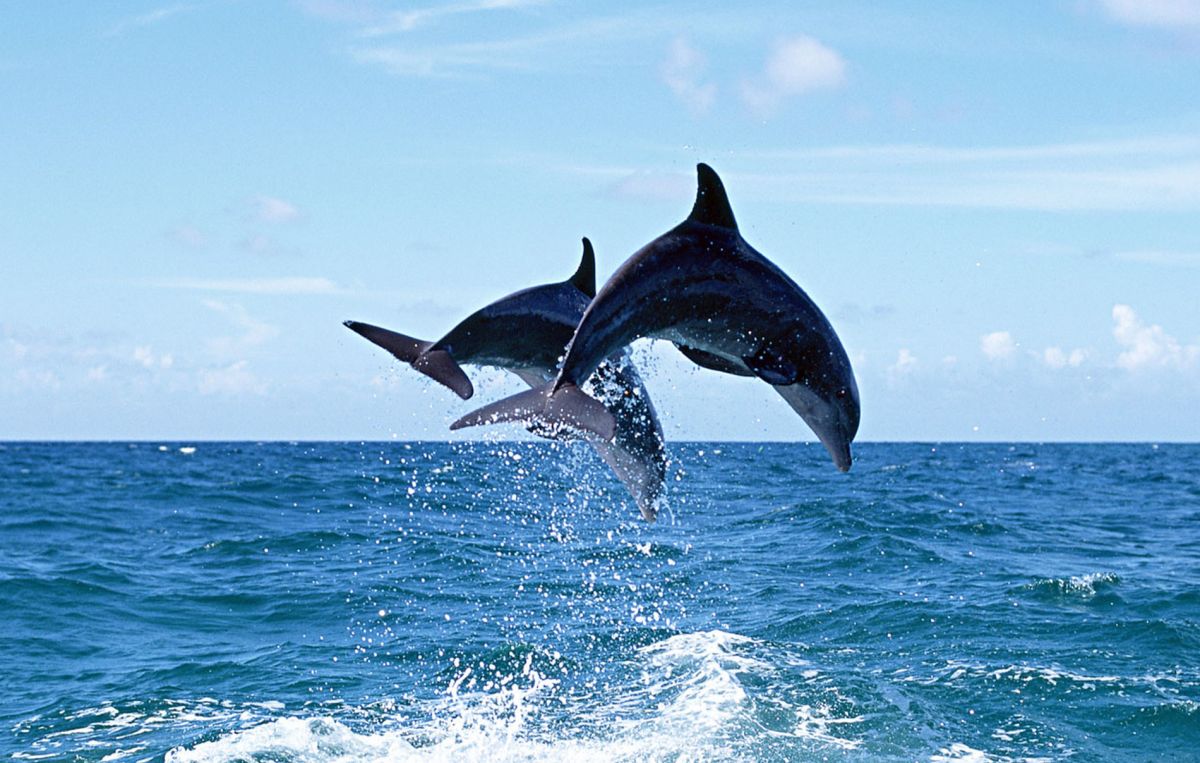 Анапский дельфинарий 