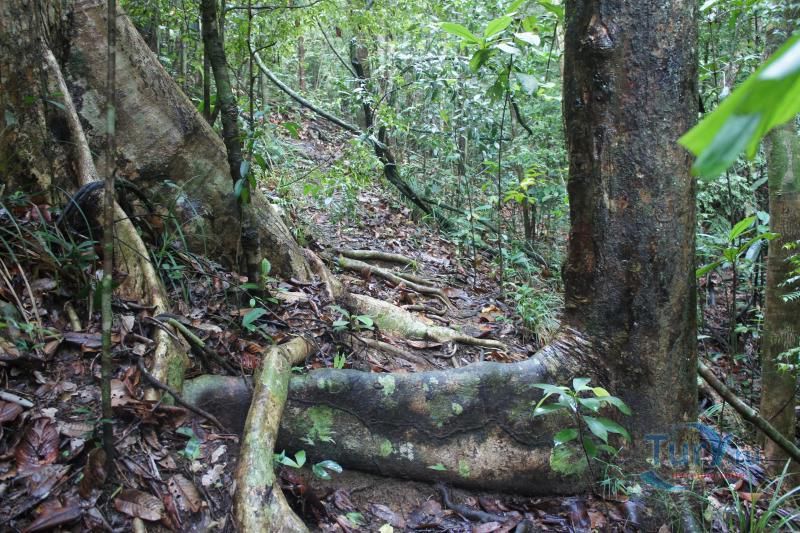 Заповедный тропический лес Коттава