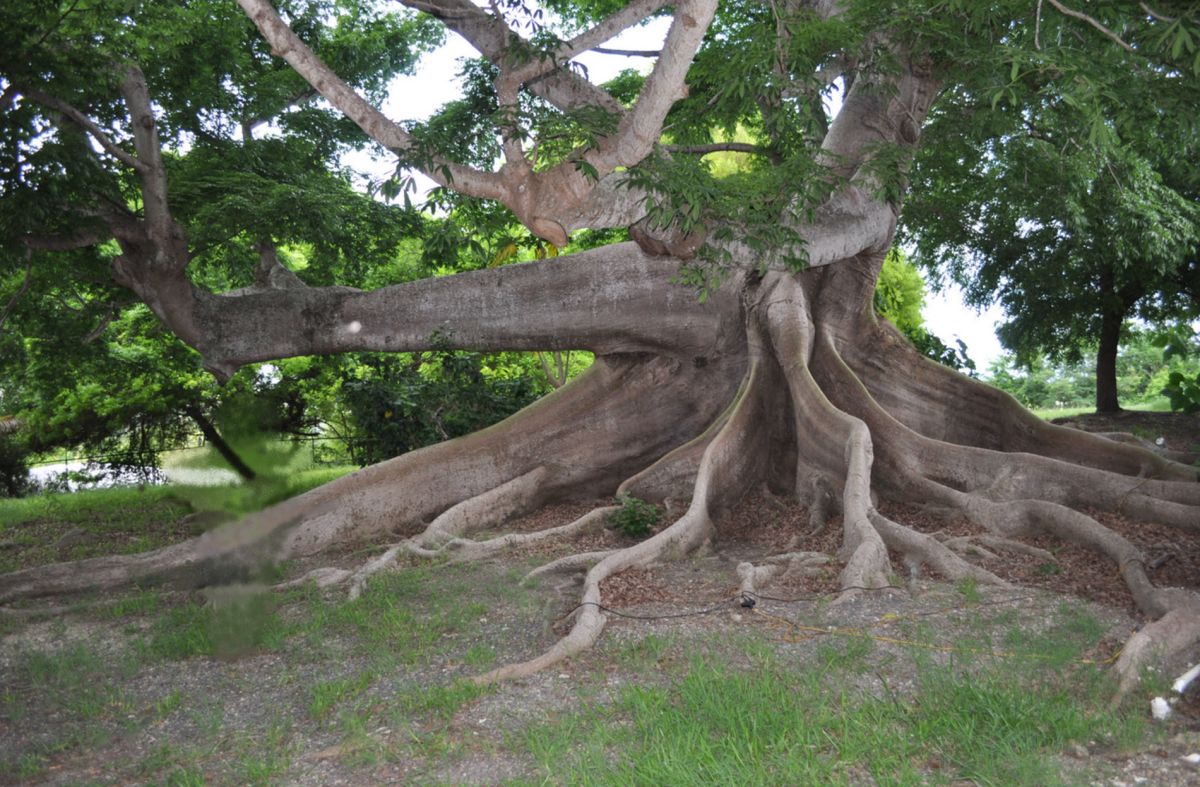 Тропический лес острова Санта-Крус 