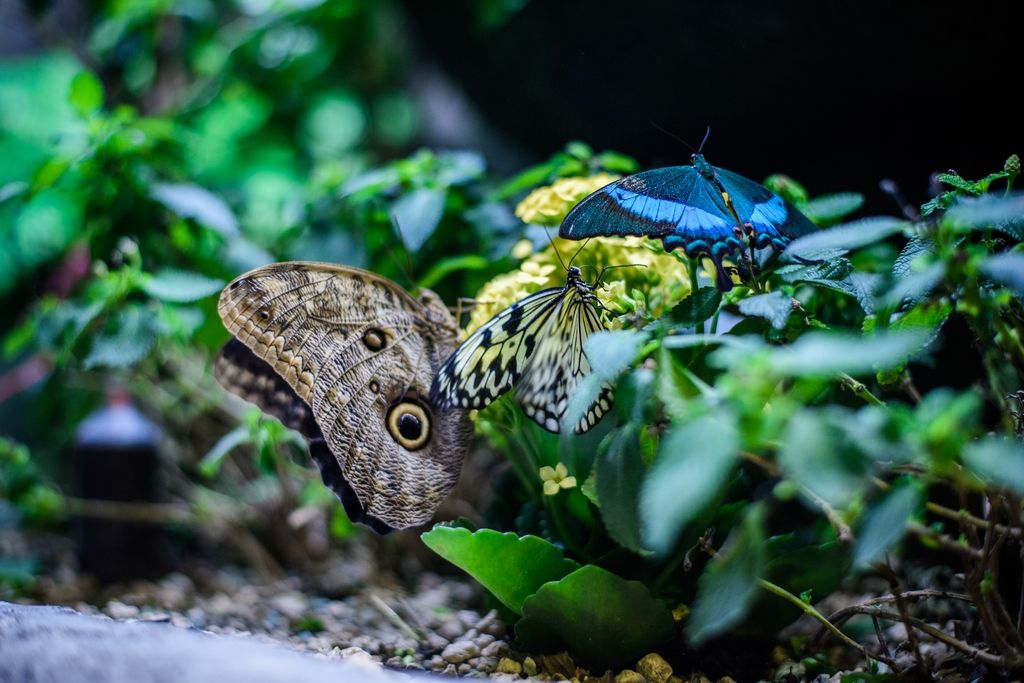 Дом бабочек Papilonia