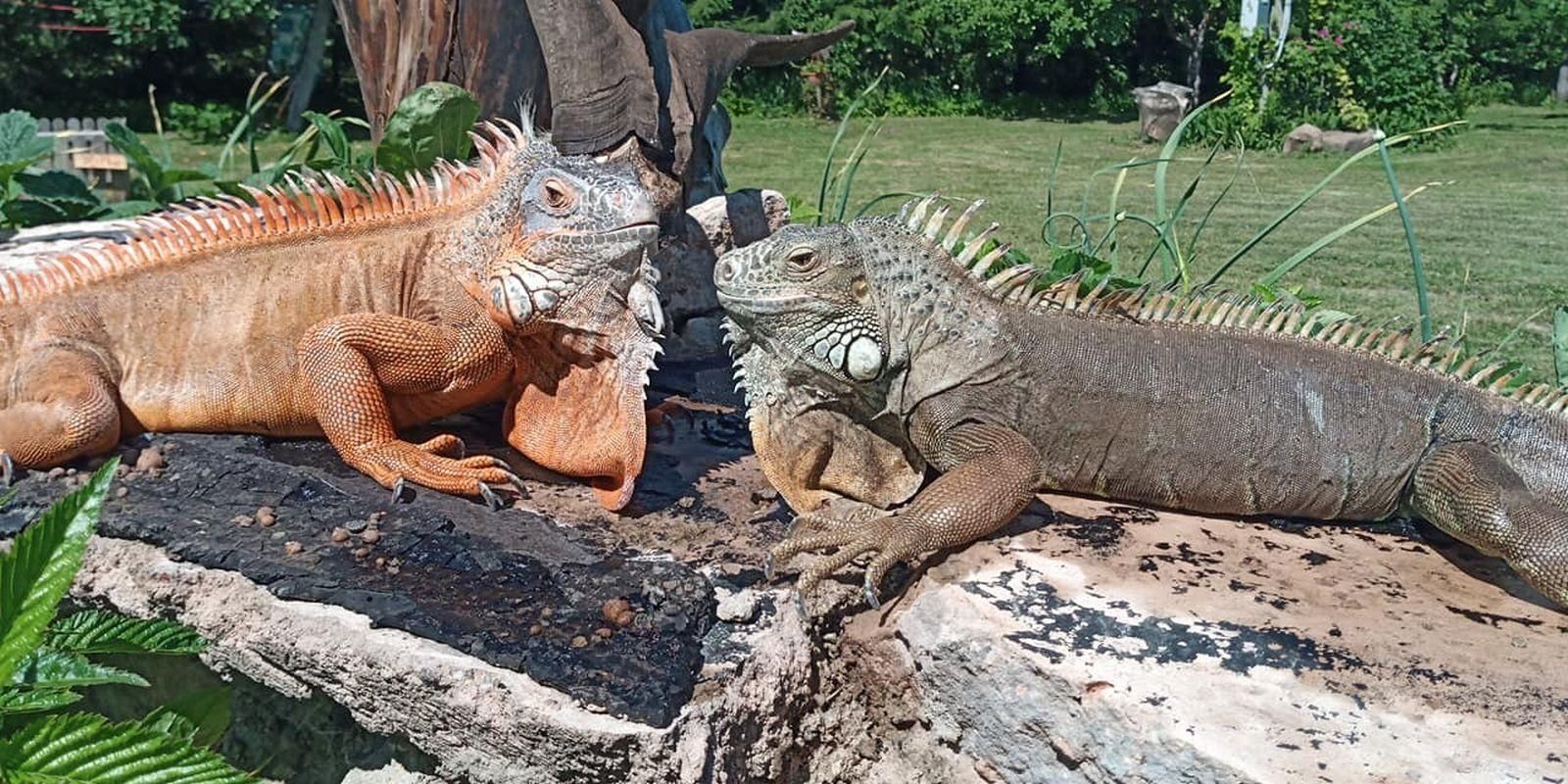 Мини-зоопарк Uhti