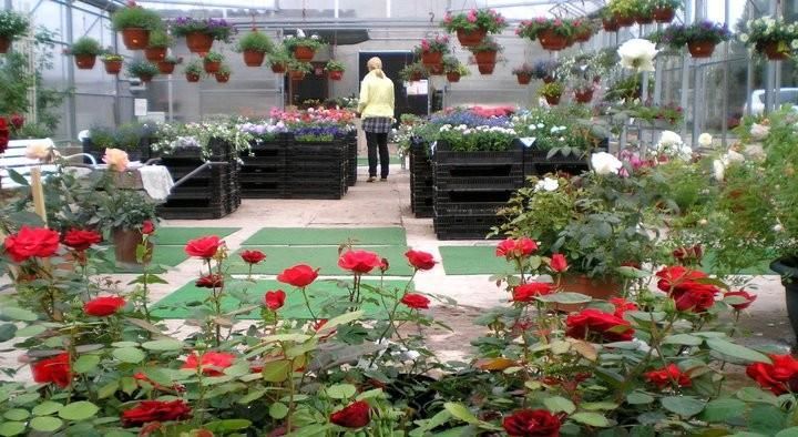 Пылтсамааский розарий