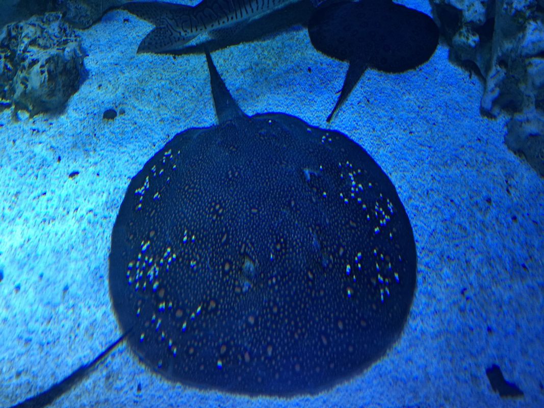 Океанариум Морская Сказка в Киеве