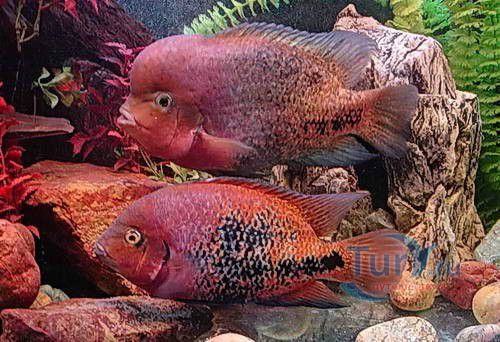 Батумский Аквариум