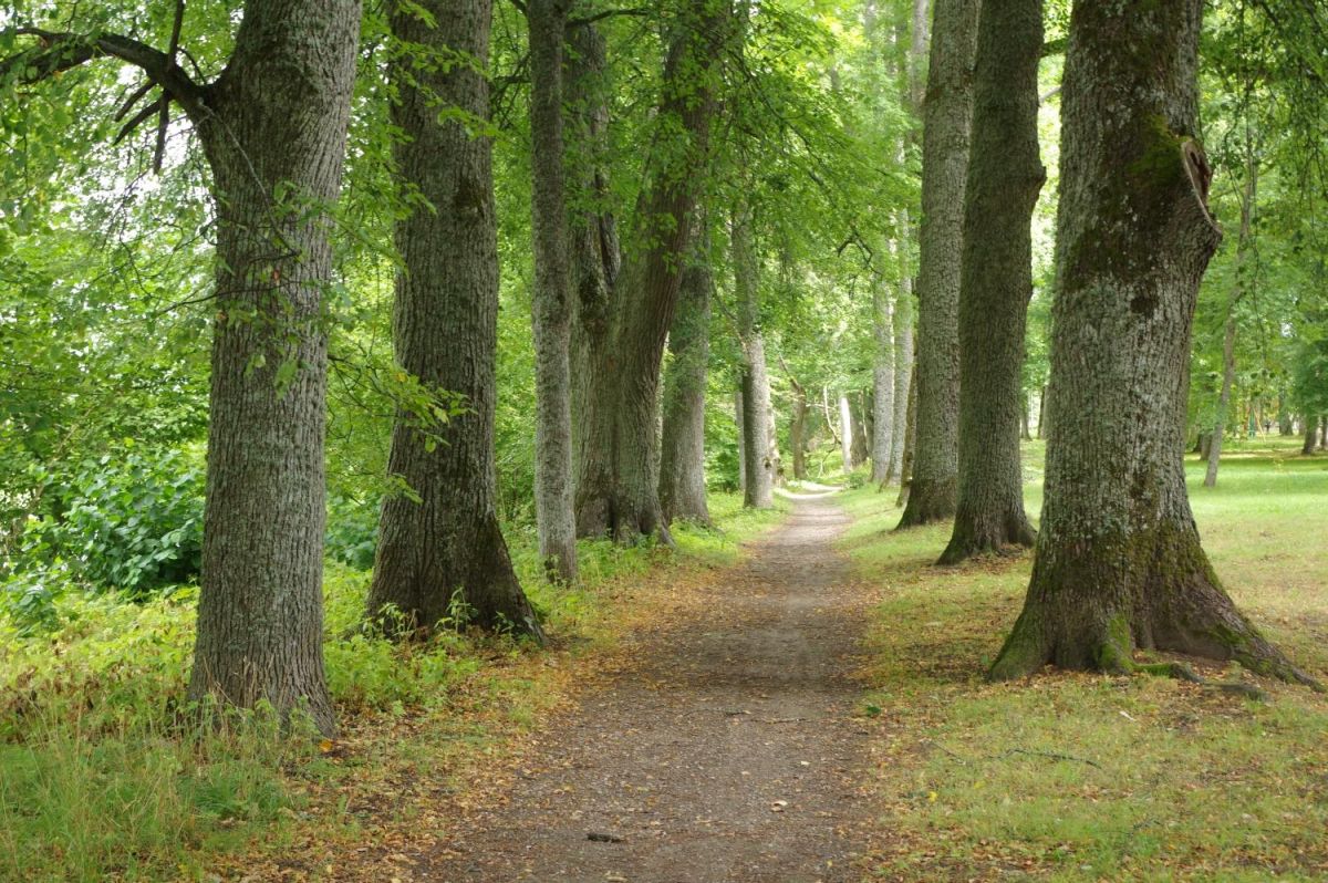 Парки города Синди