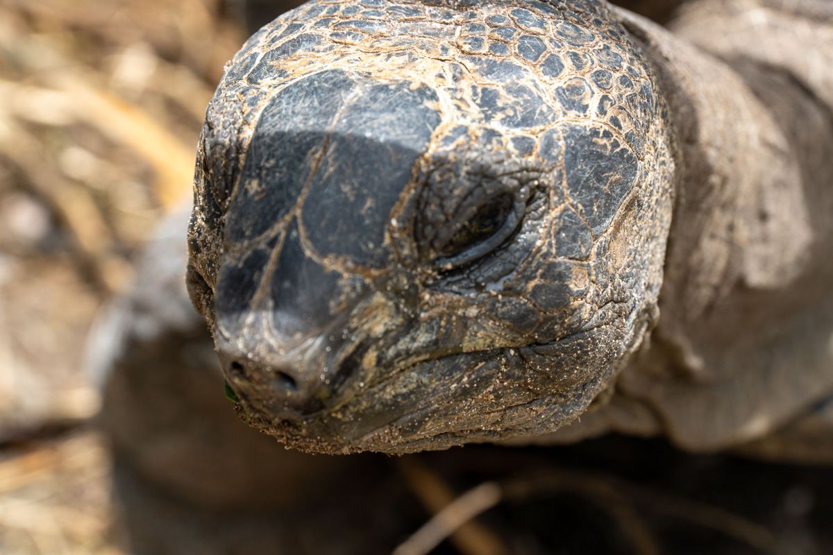 Пляж Анс Такамака