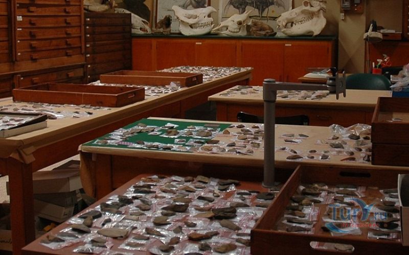 Музей доисторической антропологии