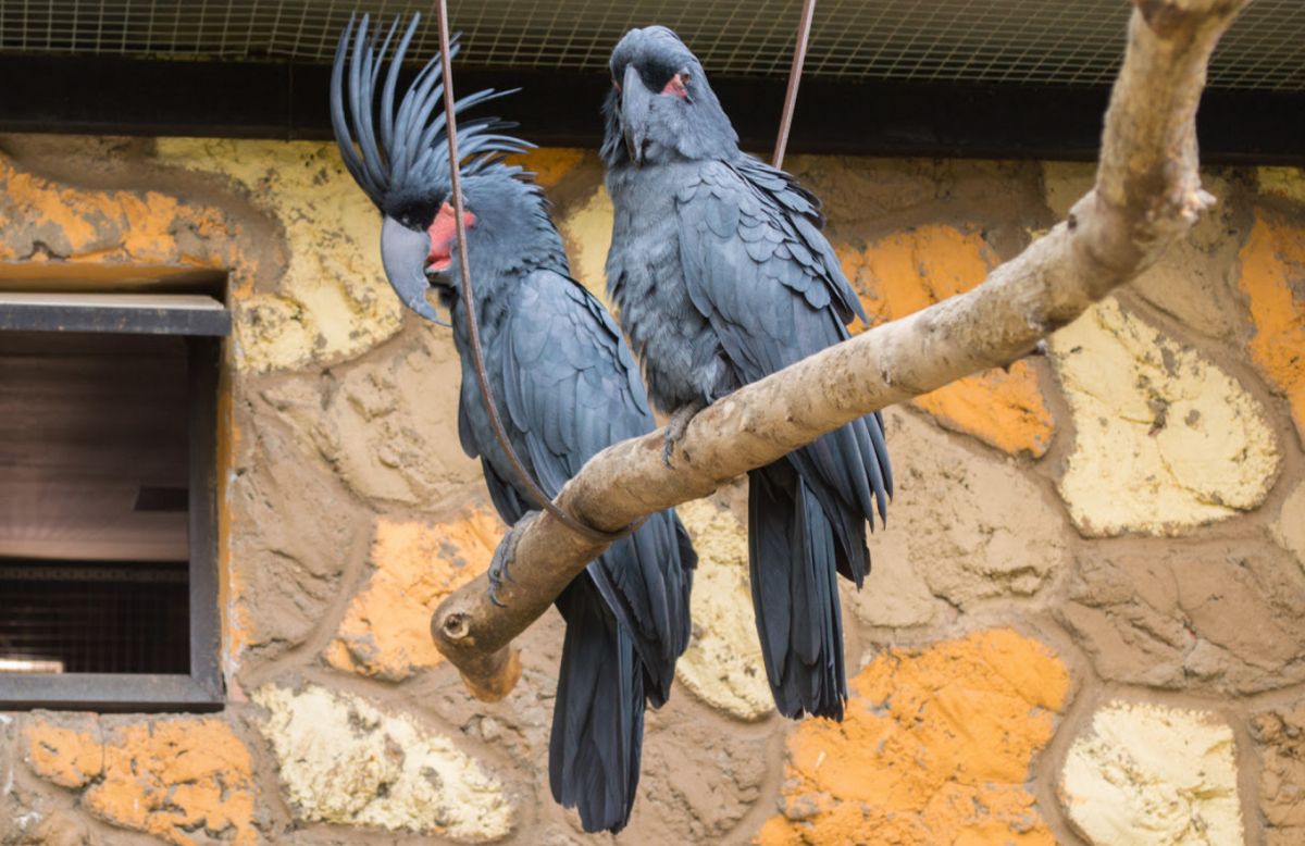 Парк птиц Воробьи