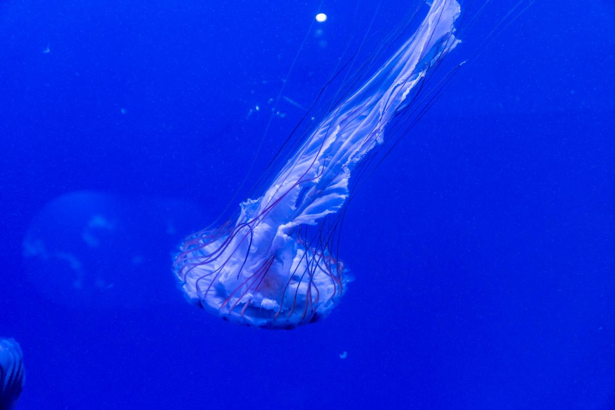 Океанографический парк Валенсии