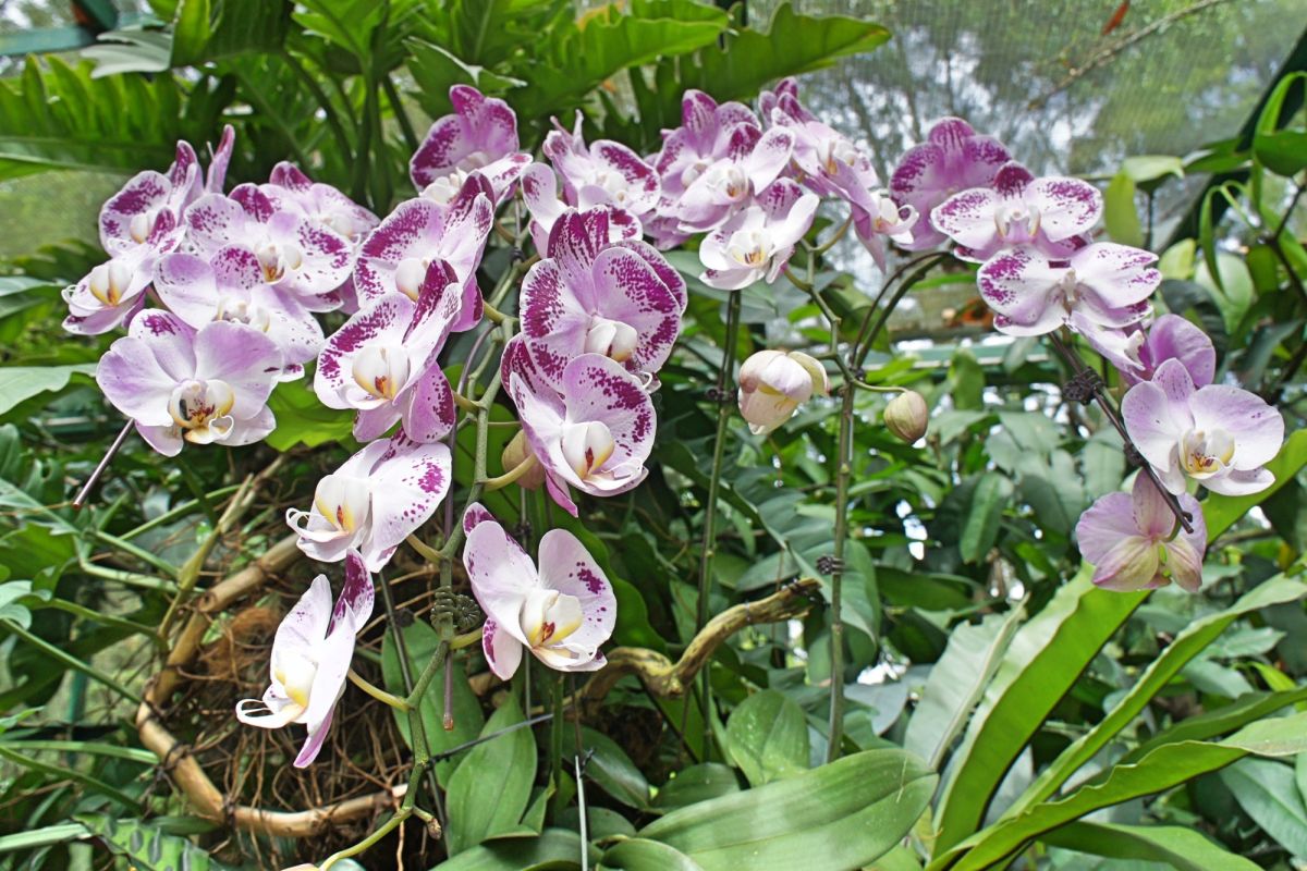 Национальный сад орхидей Сингапура