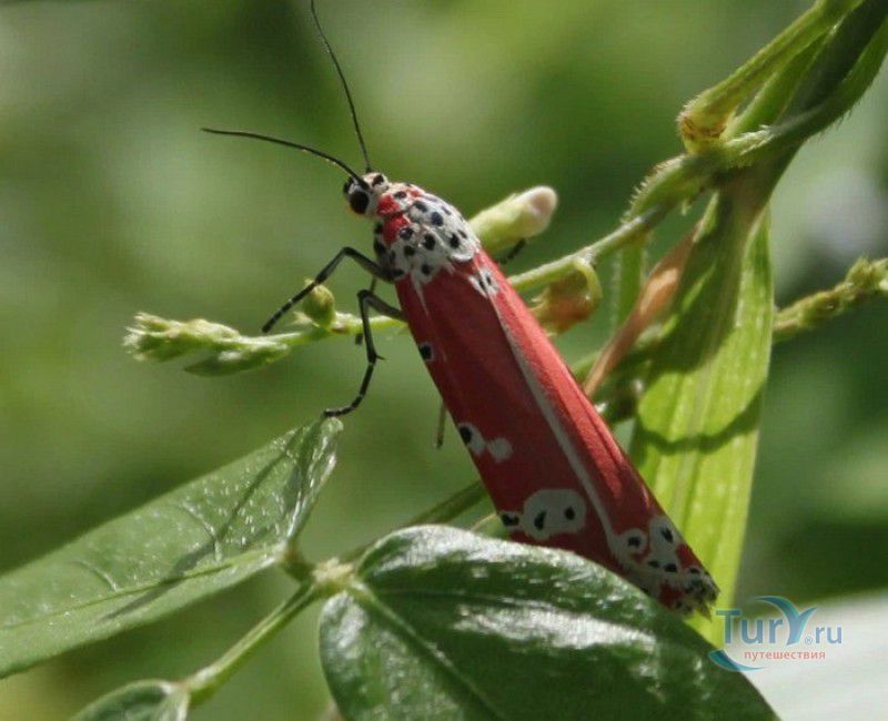Сад Бабочек Мартиника