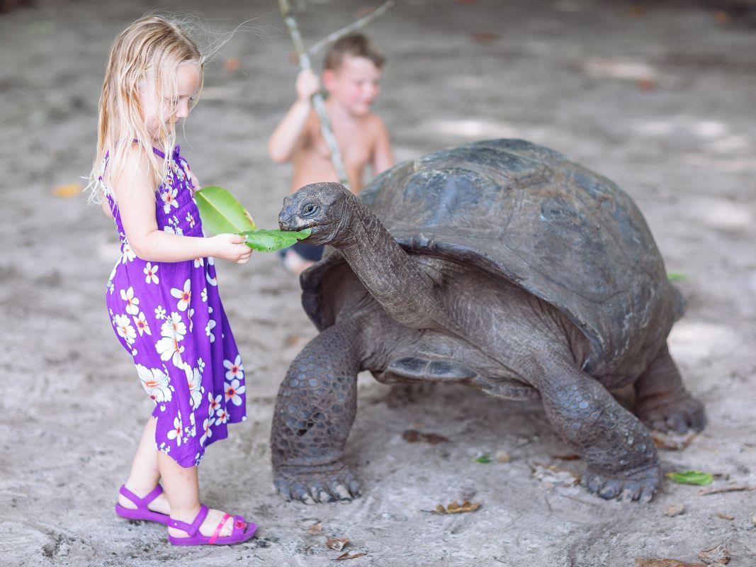 Остров Кюрьёз